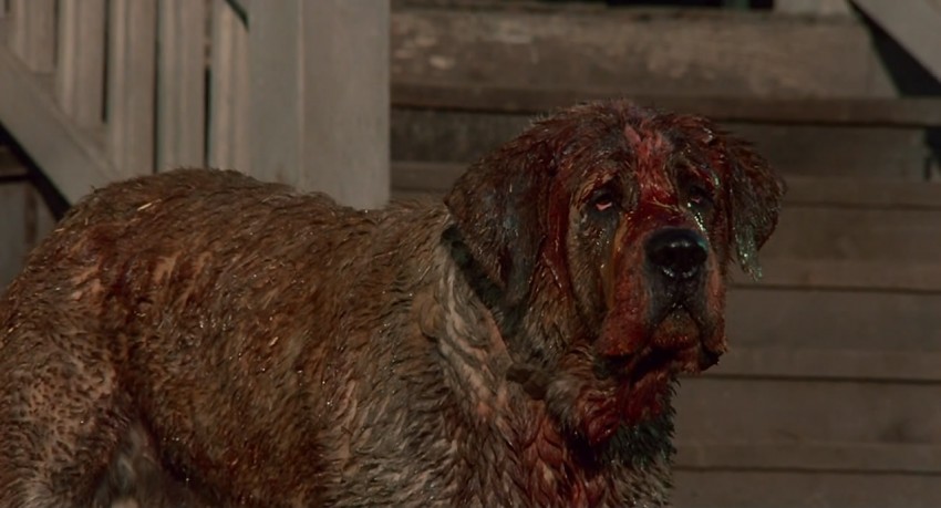 cujo5